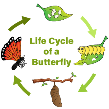 PLW_PSS_P2E4_Life-Cycle-of-a-Butterfly